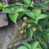 Rubus fruticosus 'Glorniwa'.JPG