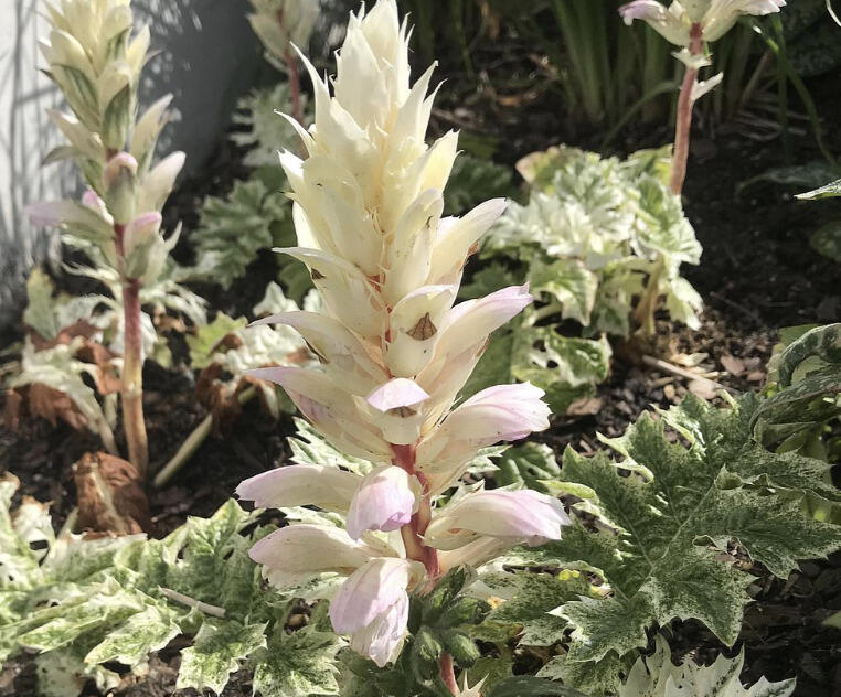 Paznehtník měkký 'Snow Storm' - Acanthus mollis 'Snow Storm'