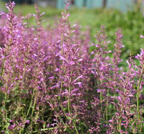 Agastache 'Sunny Sparks Pink' - Agastache aurantiaca 'Sunny Sparks Pink'