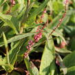 Rdesno objímavé 'Pink Cascade' - Bistorta amplexicaulis 'Pink Cascade'