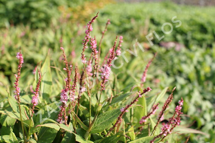 Rdesno objímavé 'Pink Cascade' - Bistorta amplexicaulis 'Pink Cascade'