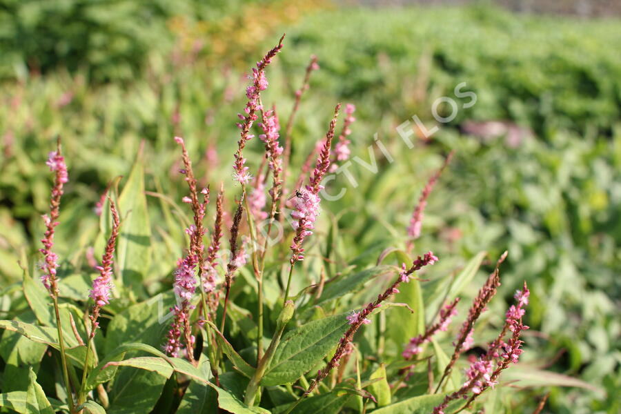 Rdesno objímavé 'Pink Cascade' - Bistorta amplexicaulis 'Pink Cascade'