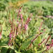 Rdesno objímavé 'Pink Cascade' - Bistorta amplexicaulis 'Pink Cascade'