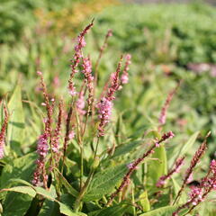 Rdesno objímavé 'Pink Cascade' - Bistorta amplexicaulis 'Pink Cascade'