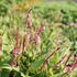 Bistorta amplexicaulis 'Pink Cascade'.JPG