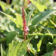 Rdesno objímavé 'Flamingo Feathers' - Bistorta amplexicaulis 'Flamingo Feathers'