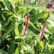 Rdesno objímavé 'Flamingo Feathers' - Bistorta amplexicaulis 'Flamingo Feathers'