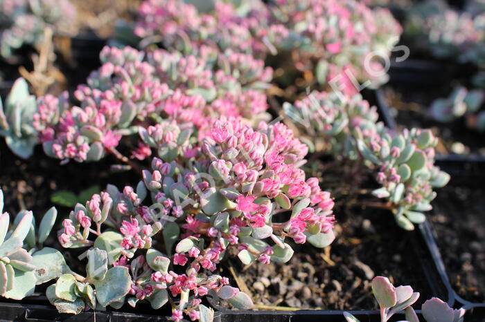 Rozchodník větvený - Sedum cauticolum