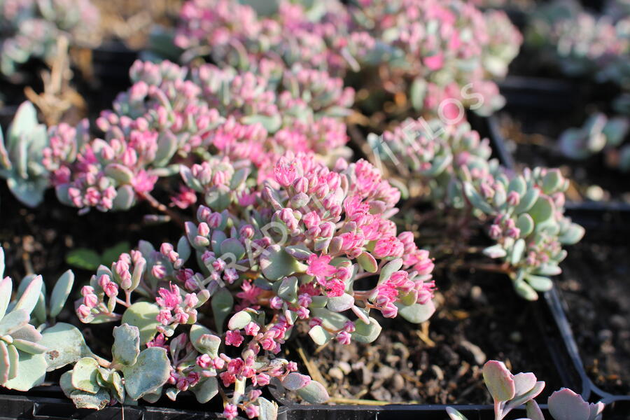 Rozchodník větvený - Sedum cauticolum