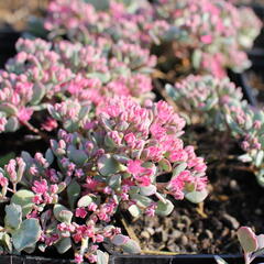 Rozchodník větvený - Sedum cauticolum