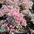 Sedum cauticolum_01.JPG