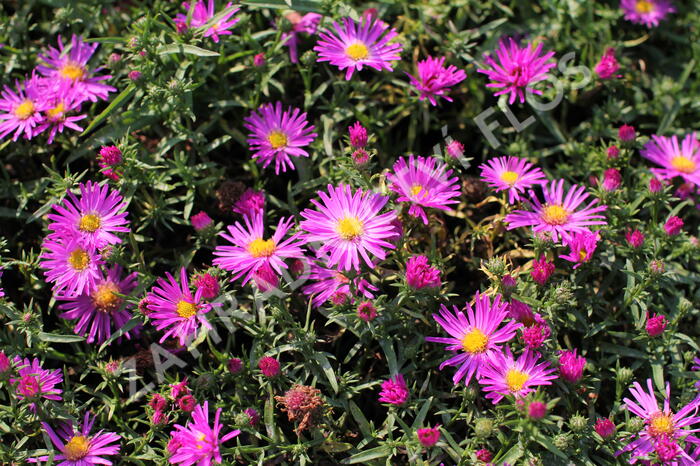 Hvězdnice keříčkovitá 'Kassel' - Aster dumosus 'Kassel'