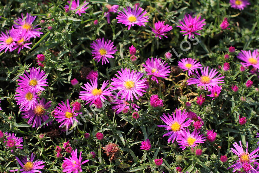 Hvězdnice keříčkovitá 'Kassel' - Aster dumosus 'Kassel'