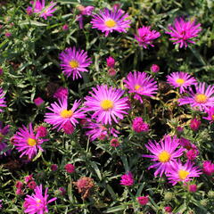 Hvězdnice keříčkovitá 'Kassel' - Aster dumosus 'Kassel'