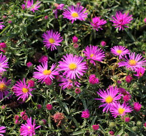 Hvězdnice keříčkovitá 'Kassel' - Aster dumosus 'Kassel'