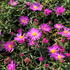 Aster dumosus 'Kassel'.JPG