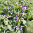 Šalvěj luční 'Madeline' - Salvia pratensis 'Madeline'