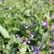 Šalvěj luční 'Madeline' - Salvia pratensis 'Madeline'