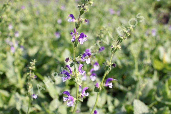 Šalvěj luční 'Madeline' - Salvia pratensis 'Madeline'