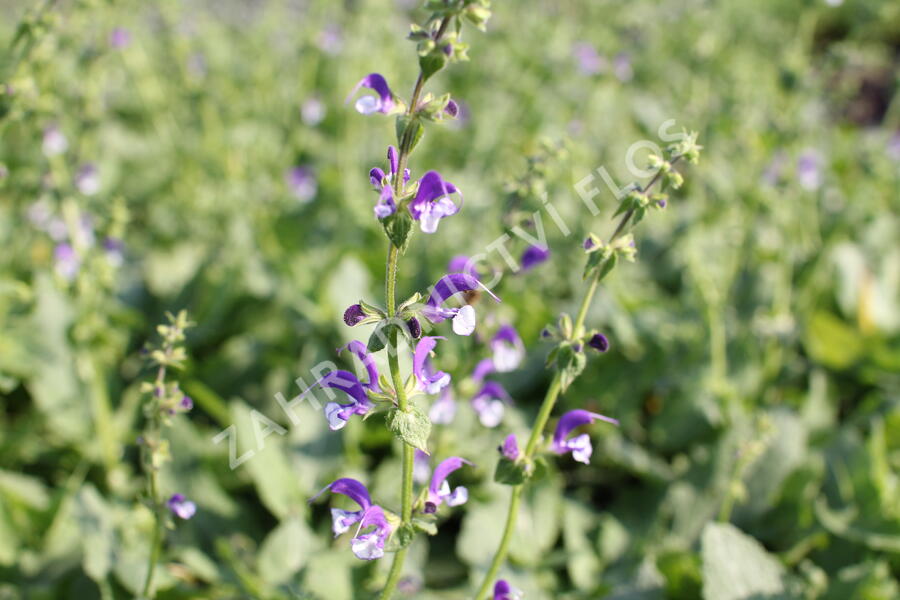 Šalvěj luční 'Madeline' - Salvia pratensis 'Madeline'