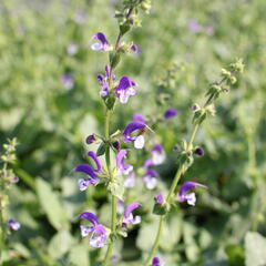 Šalvěj luční 'Madeline' - Salvia pratensis 'Madeline'