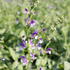 Salvia pratensis 'Madeline'_01.JPG