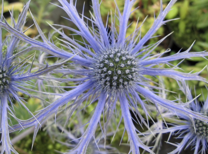 Máčka plocholistá 'Pen Blue' - Eryngium planum 'Pen Blue'