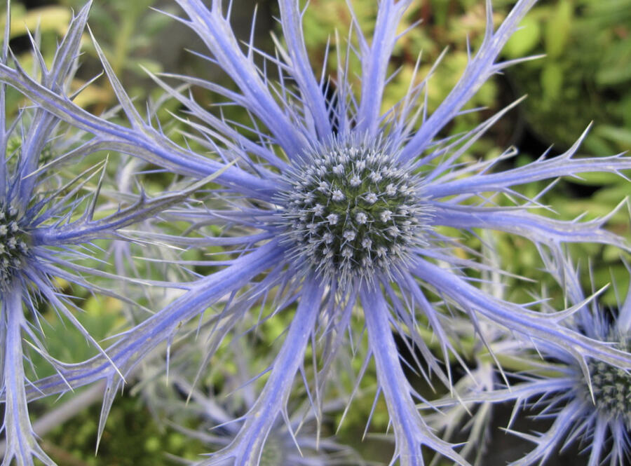 Máčka plocholistá 'Pen Blue' - Eryngium planum 'Pen Blue'