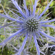 Máčka plocholistá 'Pen Blue' - Eryngium planum 'Pen Blue'