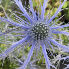 Máčka plocholistá 'Pen Blue' - Eryngium planum 'Pen Blue'