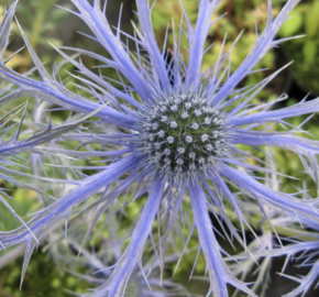 Máčka plocholistá 'Pen Blue' - Eryngium planum 'Pen Blue'