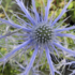 Eryngium planum 'Pen Blue'.png