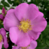 Rosa rugosa 'Jam-A-Licious'.png