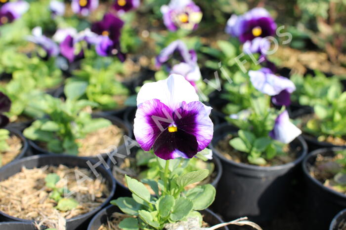 Violka, maceška zahradní 'Carnaval Beaconsfield' - Viola wittrockiana 'Carneval Beaconsfield'