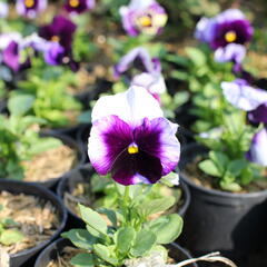 Violka, maceška zahradní 'Carnaval Beaconsfield' - Viola wittrockiana 'Carneval Beaconsfield'