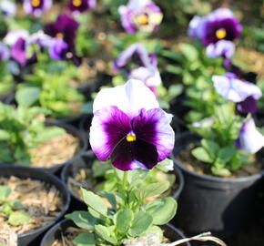 Violka, maceška zahradní 'Carnaval Beaconsfield' - Viola wittrockiana 'Carneval Beaconsfield'