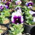 Viola wittrockiana 'Carneval Beaconsfield'.JPG