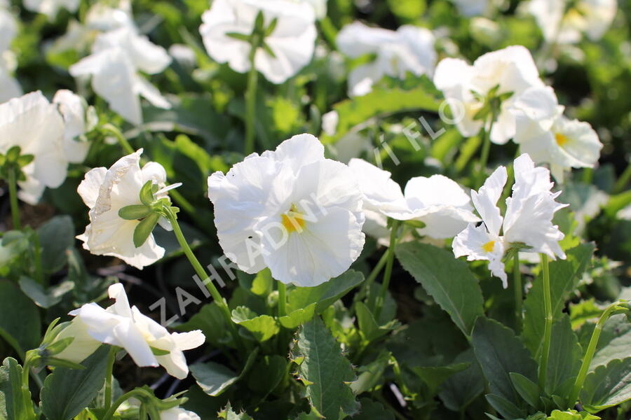 Violka, maceška zahradní 'Carneval White' - Viola wittrockiana 'Carneval White'