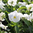 Violka, maceška zahradní 'Carneval White' - Viola wittrockiana 'Carneval White'