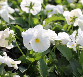 Violka, maceška zahradní 'Carneval White' - Viola wittrockiana 'Carneval White'