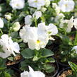 Violka, maceška zahradní 'Carneval White' - Viola wittrockiana 'Carneval White'