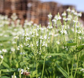 Verbena šípovitá, sporýš 'White Spires' - Verbena hastata 'White Spires'