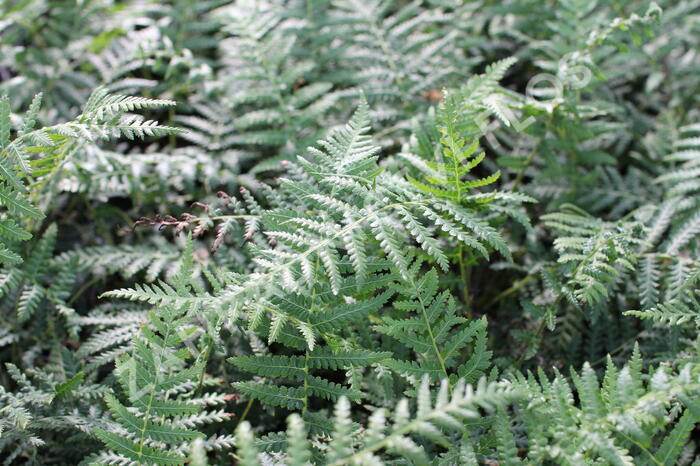 Dicksonie antarktická stromová kapradina - Dicksonia antarctica