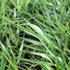 Hakonechloa macra 'All Gold'.JPG