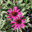 Třapatkovka nachová 'Prima Berry' - Echinacea purpurea 'Prima Berry'