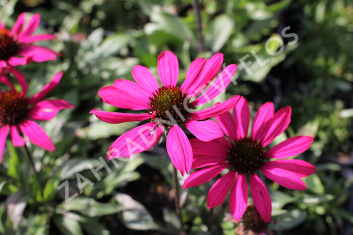 Třapatkovka nachová 'Prima Berry' - Echinacea purpurea 'Prima Berry'