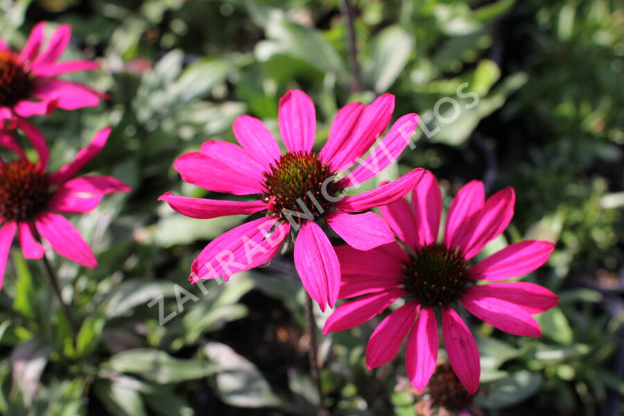 Třapatkovka nachová 'Prima Berry' - Echinacea purpurea 'Prima Berry'