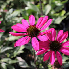 Třapatkovka nachová 'Prima Berry' - Echinacea purpurea 'Prima Berry'