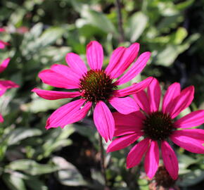 Třapatkovka nachová 'Prima Berry' - Echinacea purpurea 'Prima Berry'