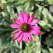 Třapatkovka nachová 'Prima Berry' - Echinacea purpurea 'Prima Berry'